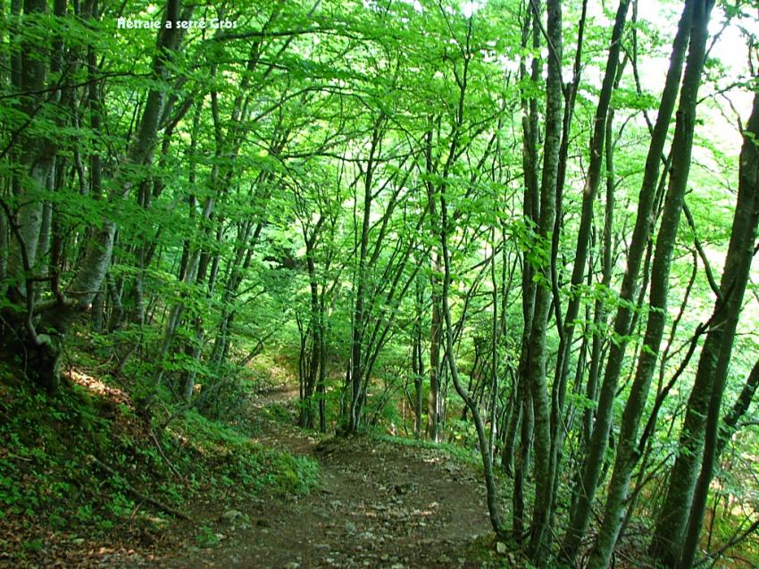 hétraie a Serre gros