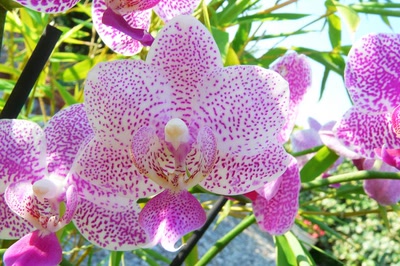 Résultat de recherche: Un phalaenopsis moucheté