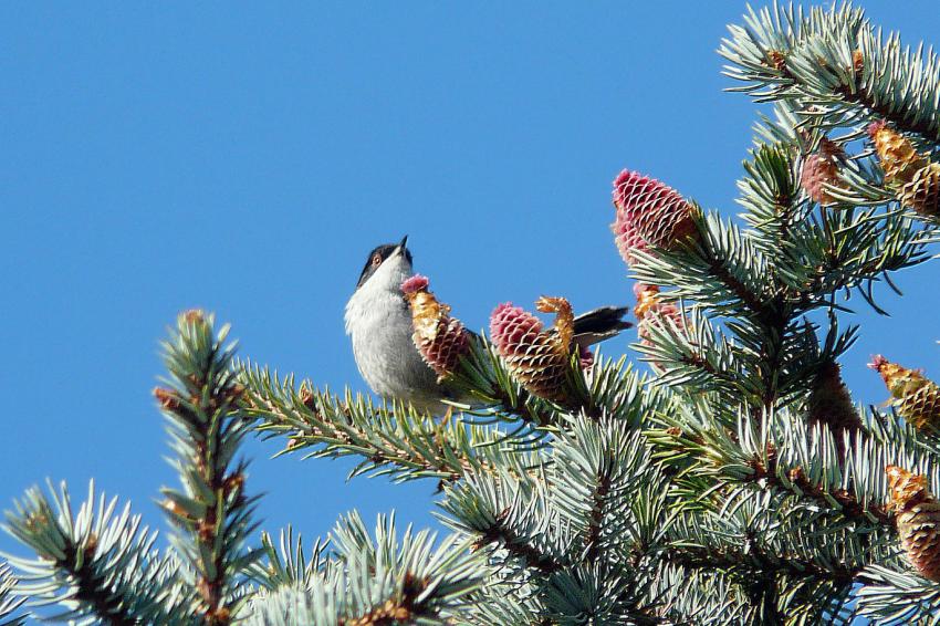 Une fauvette mélanocéphale