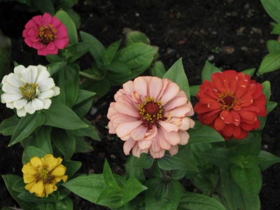 Résultat de recherche: Des zinnias