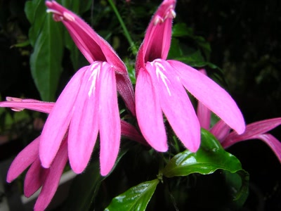 Résultat de recherche: Je tire la langue !