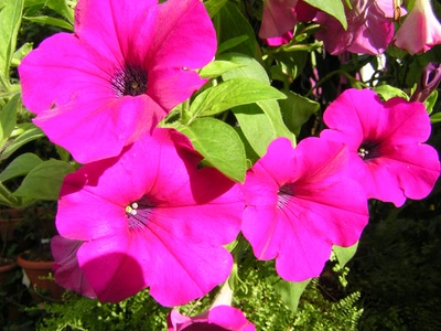 Résultat de recherche: Fleurs de 4h ouvertes