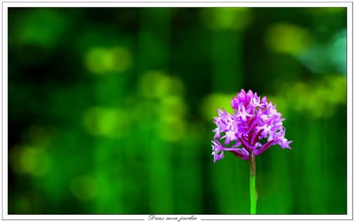 Résultat de recherche: Dans mon jardin