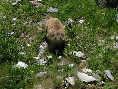 Marmotte