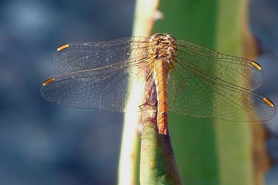 Résultat de recherche: Une gracieuse libellule