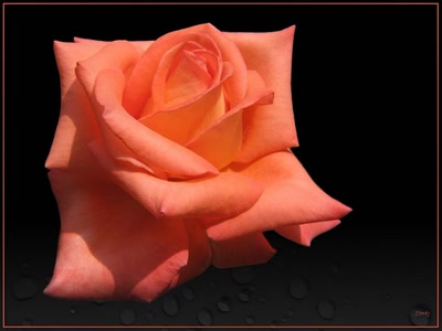 Résultat de recherche: Rose orange 24809 3