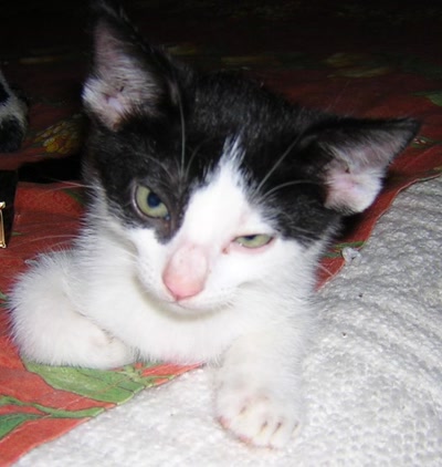 Résultat de recherche: tout dans le regard..