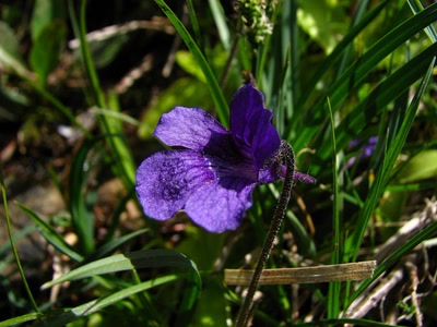 Résultat de recherche: la Grassette