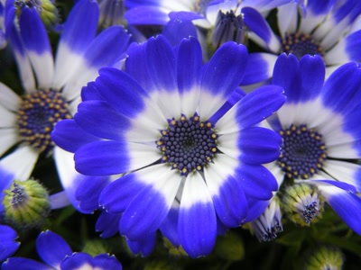 Œuvre de inano: fleur