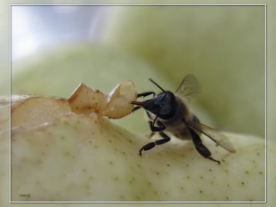 Résultat de recherche: Abeille et poire 2
