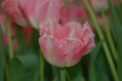 Œuvre de toe: tulipe dentelée