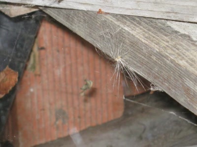 Résultat de recherche: une toile d'insecte