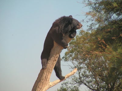 Un ours très joueur...