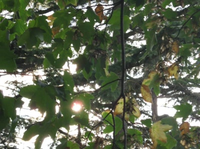 Résultat de recherche: plusieurs arbres