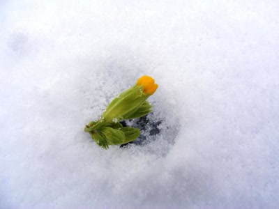 Œuvre de inano: fleur