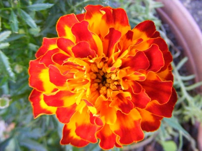 Œuvre de inano: fleur