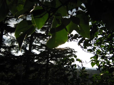 Résultat de recherche: des feuilles sur plusieurs plans