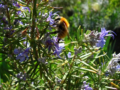 Œuvre de louloup: Romarin
