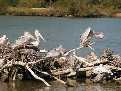 L'îlot aux pélicans