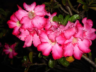 Œuvre de toe: couronne véngétale