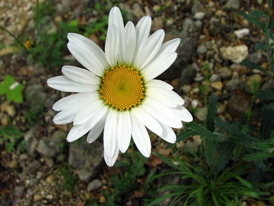 Œuvre de louloup: La Grande marguerite