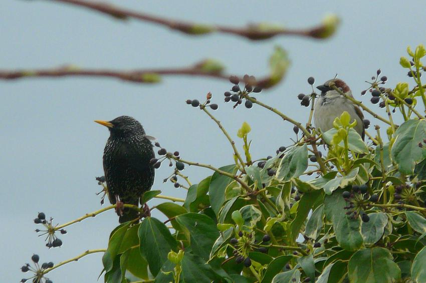 Etourneau et moineau