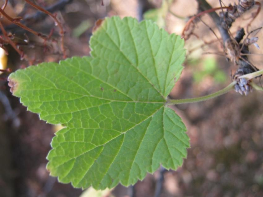 une autre feuille du même genre