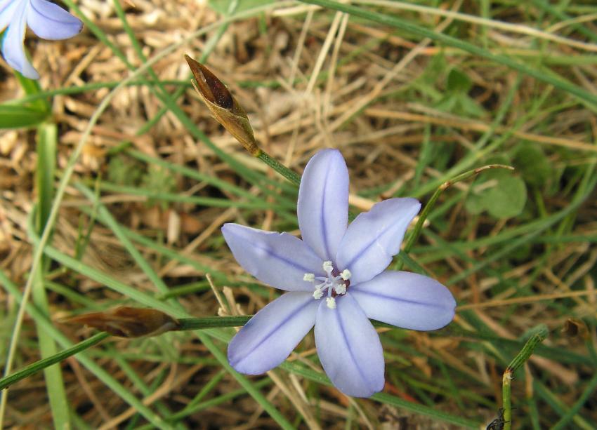 Scille à deux feuilles
