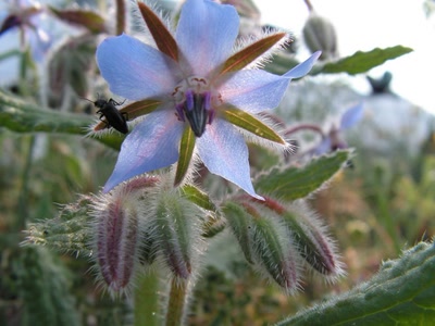Œuvre de Ondine: Fleur de bourrache visitée