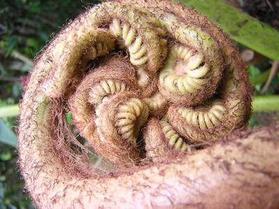 Œuvre de toe: Alien végétal