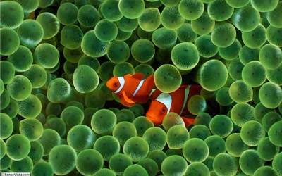 Œuvre de ESS: Poissons