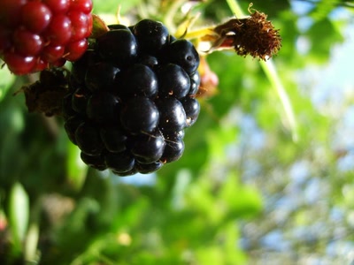 Résultat de recherche: mûre