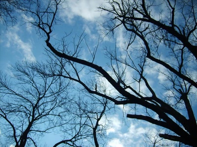 Résultat de recherche: branchages dans le ciel