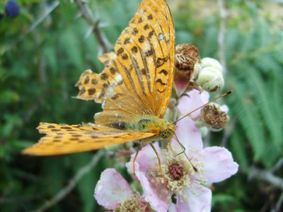 Œuvre de refletsdargent: papillon aux ailes abimées