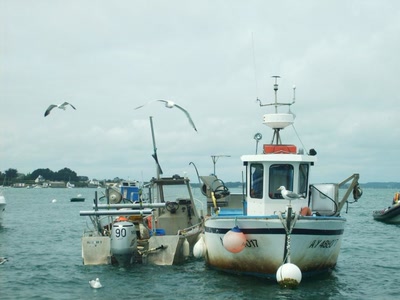 mouettes autour d'un bateau de pêche