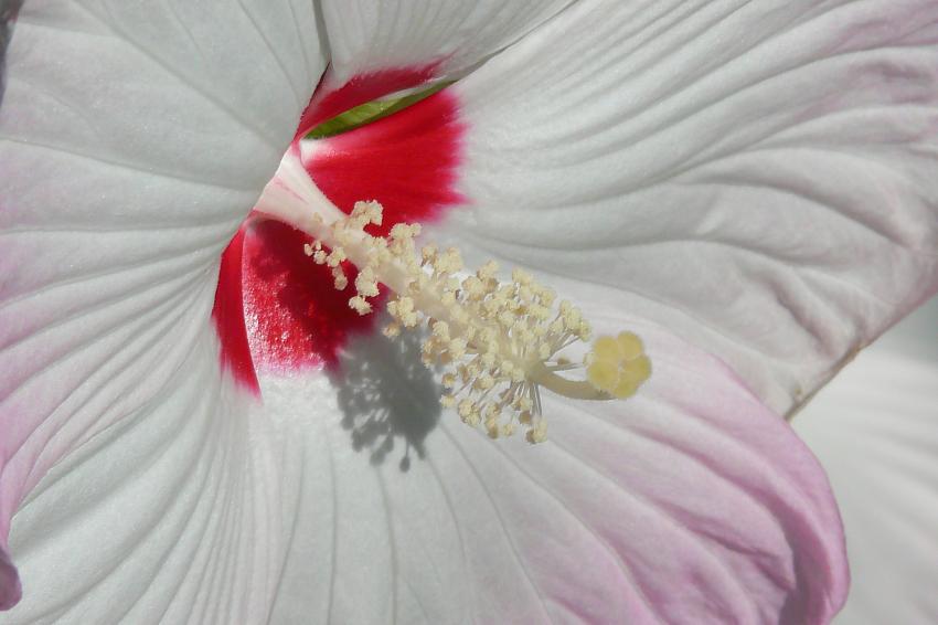 Au coeur d'un géant.