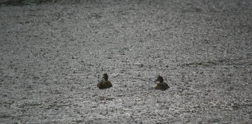 Col-vert dans et sous l'eau...