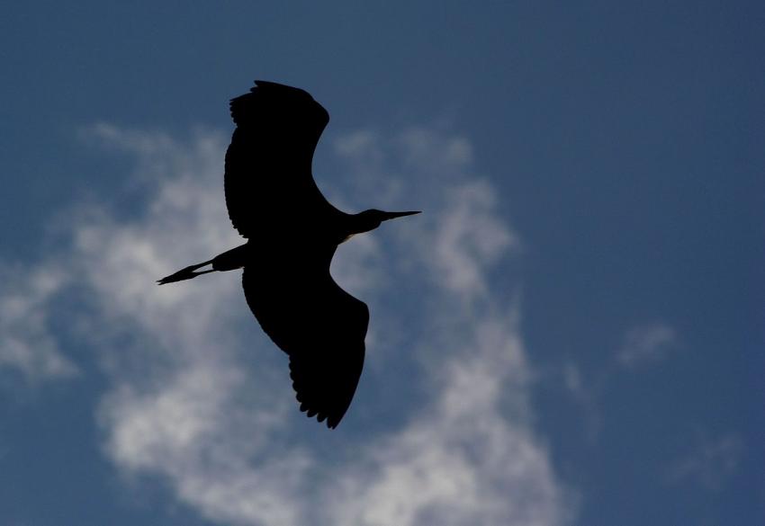 Héron à contre-jour
