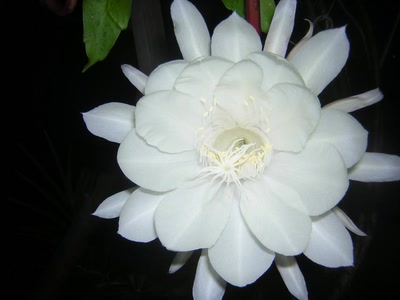 Résultat de recherche: La nuit est noire; pleine floraison