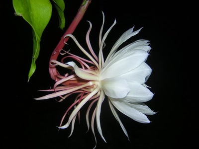 Œuvre de toe: de profil !!