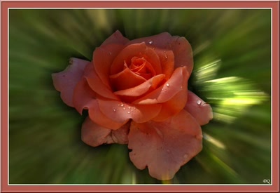 Œuvre de danque: Rose