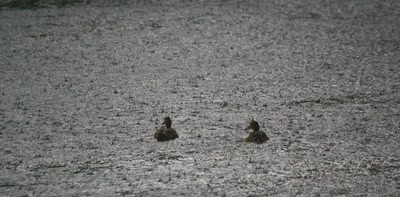 Résultat de recherche: Col-vert dans et sous l'eau...