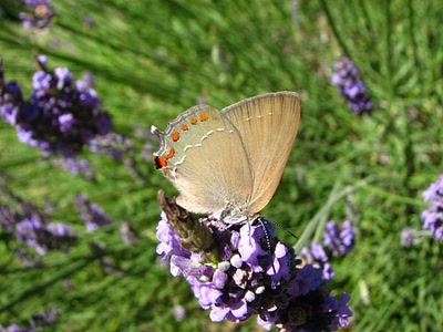 Résultat de recherche: Tecle du prunelier