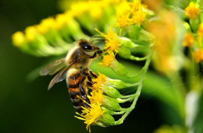 Résultat de recherche: Mellifère