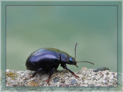 Résultat de recherche: Insecte7909