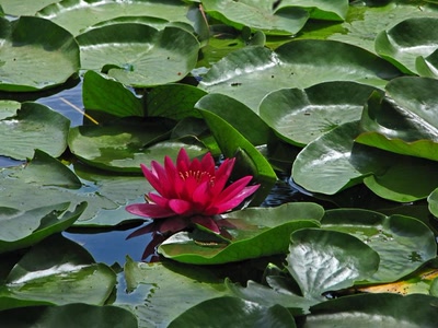 Résultat de recherche: Nénuphar