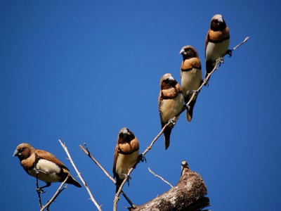 Résultat de recherche: brochette de nonettes