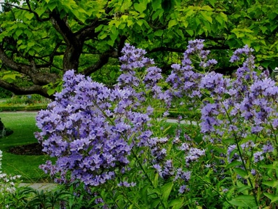 Résultat de recherche: Dans le jardin botanique