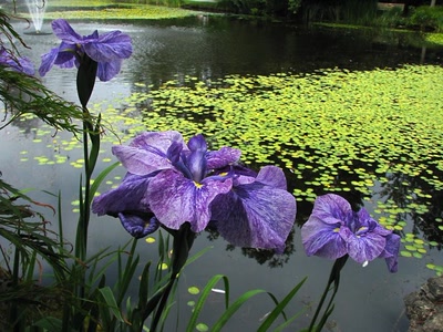 Résultat de recherche: Au jardin botanique