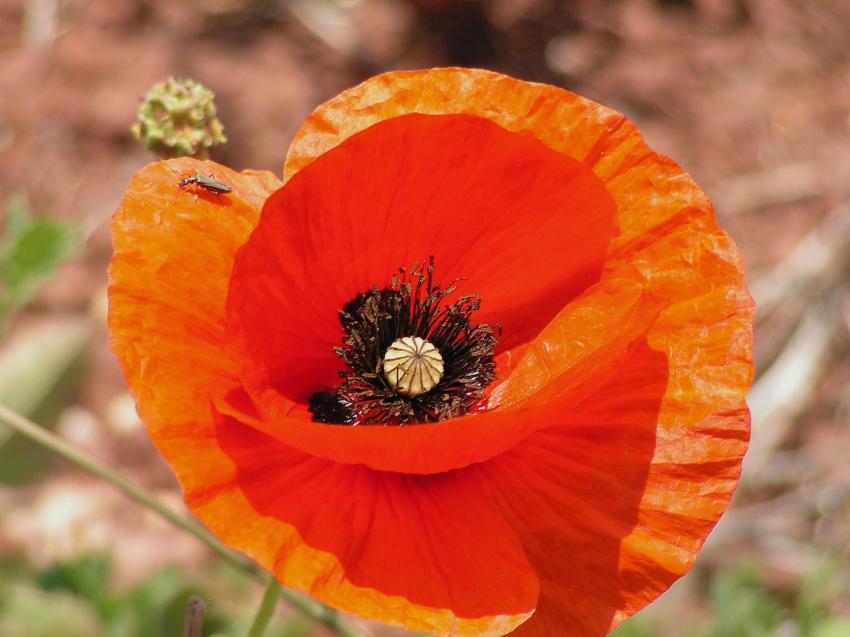 Gentil coquelicot...nouveau !